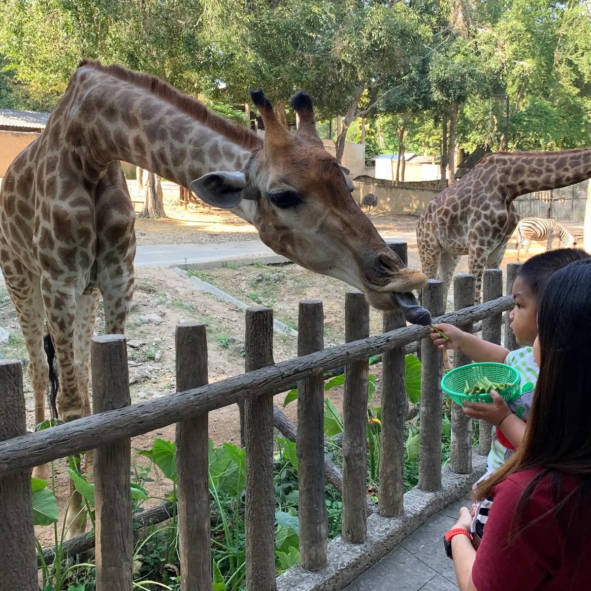 A giraffe leaning over a wooden fence to take food from a green bowl held by a child.