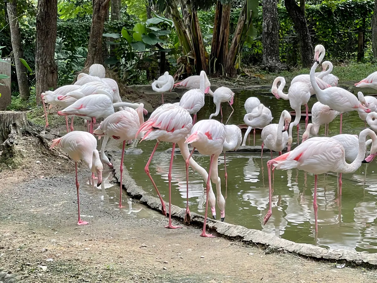 A flock of pink flamingos standing in shallow water beside a dirt bank under trees.