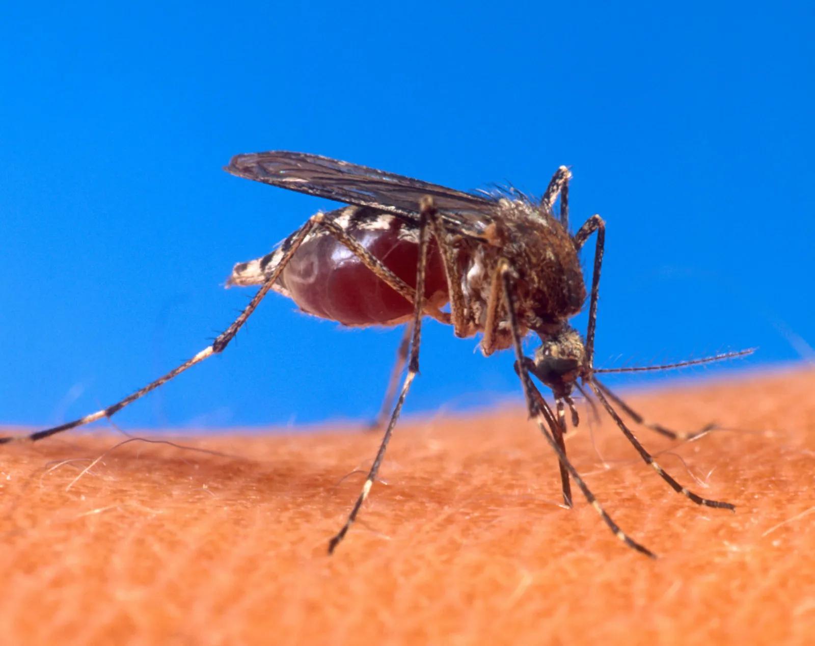 Close-up of a striped Aedes aegypti mosquito with a blood-filled abdomen standing on human skin.