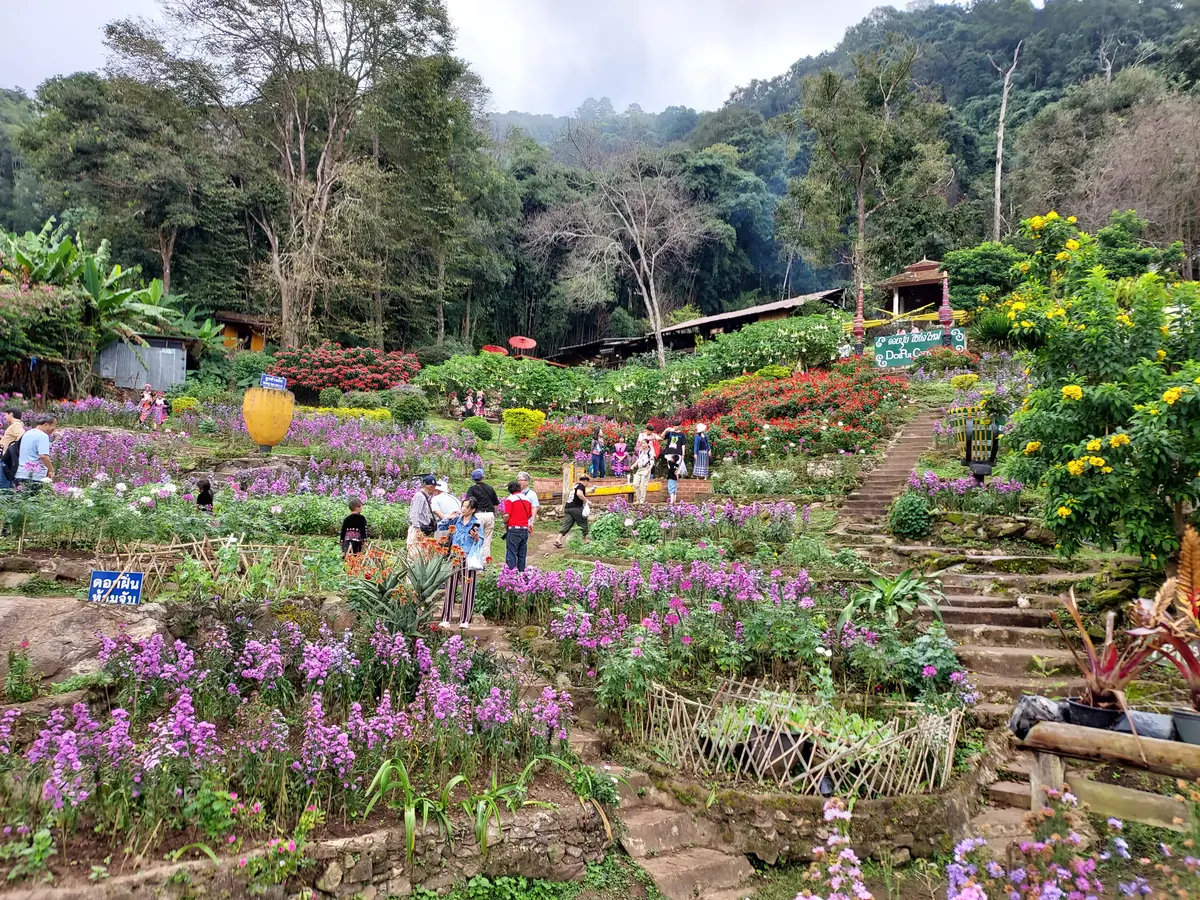 Terraced flower beds with purple flowers, visitors walking and village roofs behind