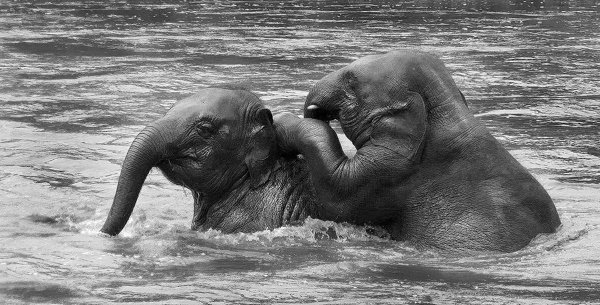 Two young elephants play in a river, one rearing up over the other.