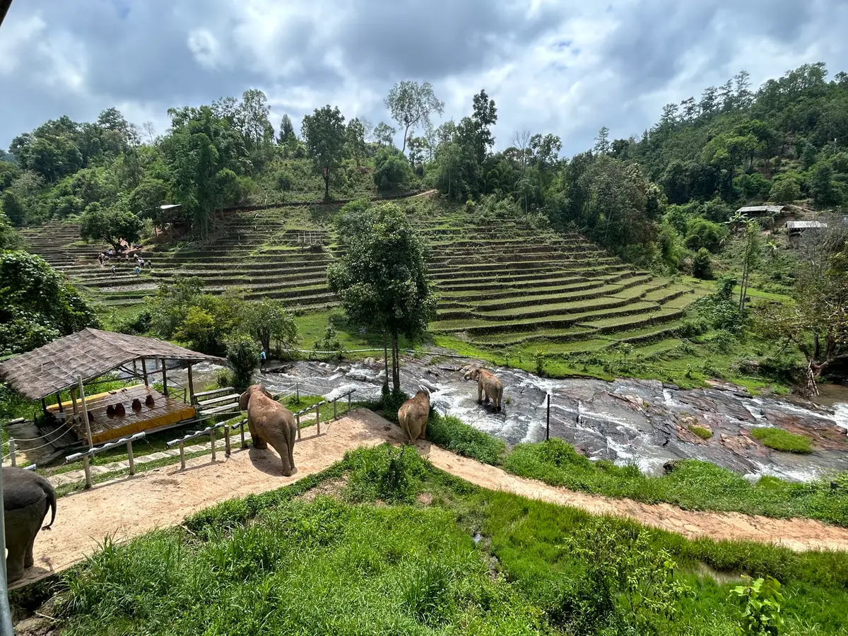 Elephants walking along a stream below terraced hillsides, with a thatched shelter on the left.