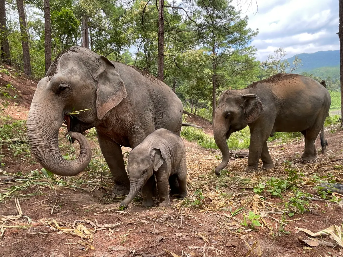 Two adult elephants and a calf on a dirt clearing among pine trees.