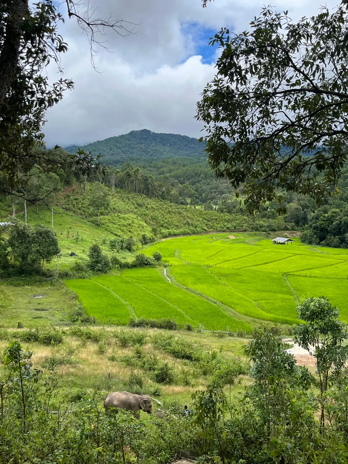 Bright green rice fields in a valley below forested hills.
