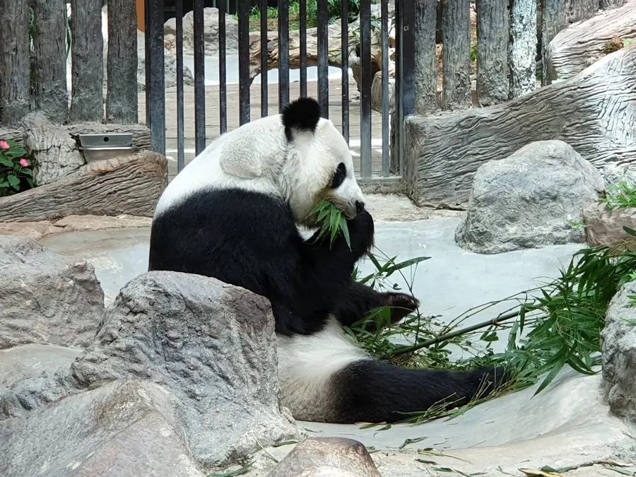 Chiang Mai Zoo